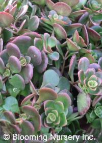 Sedum tetractinum 'Coral Reef'